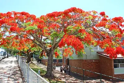Balmoral State High School - foto 5